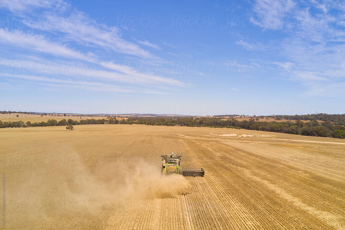 Header Harvesting Barley