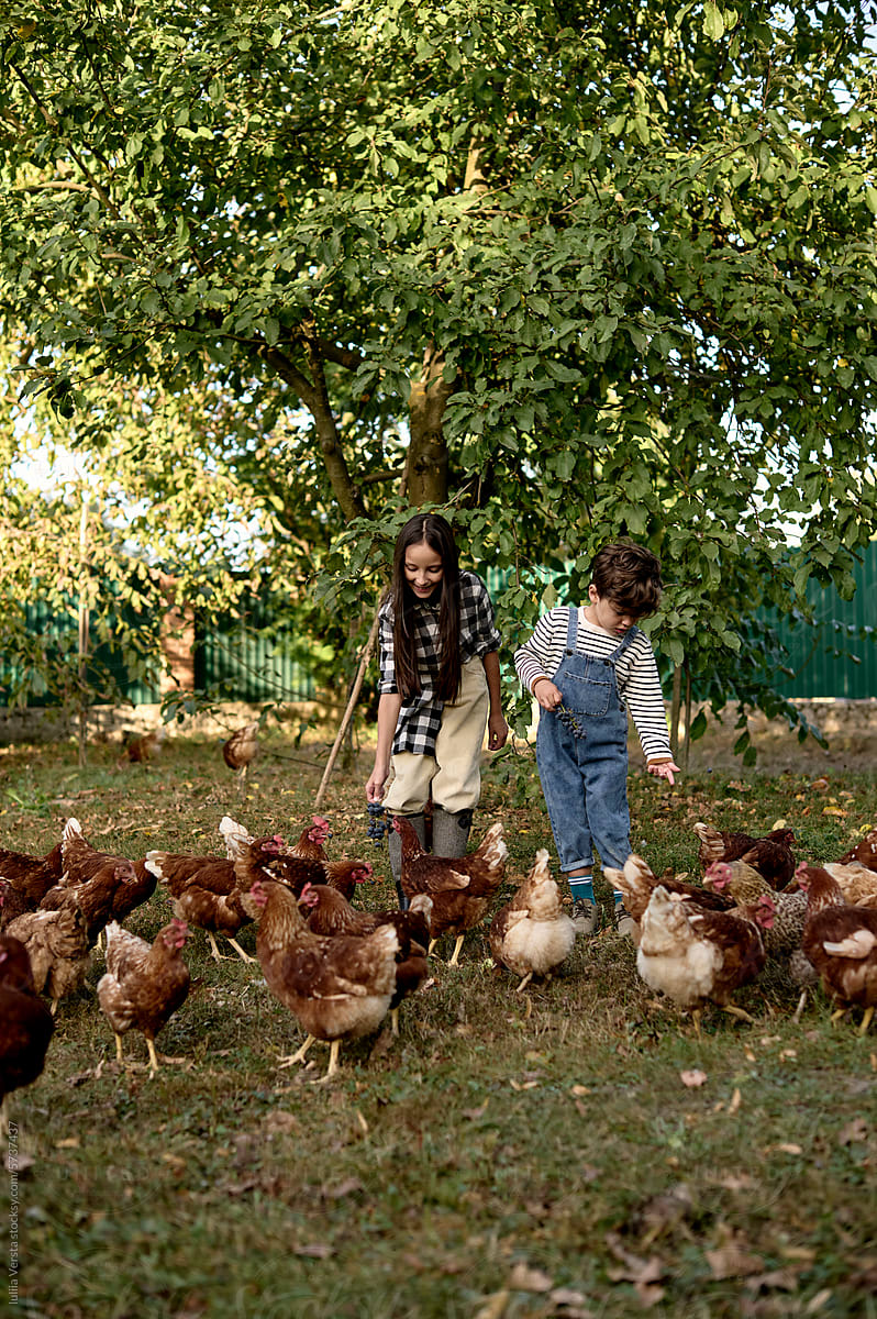 children feed the chickens