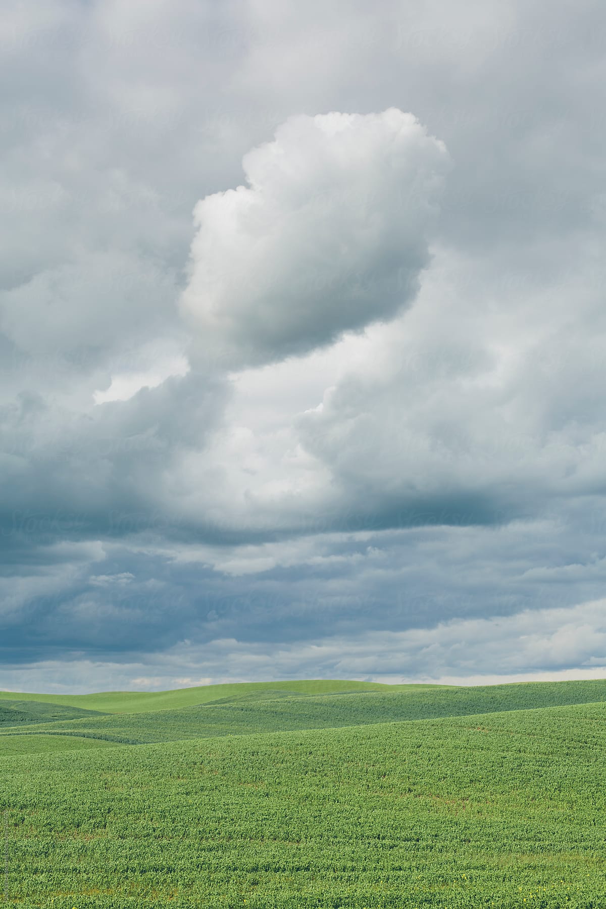 Rolling fields of Spring wheat, storm clouds above, Palouse, WA