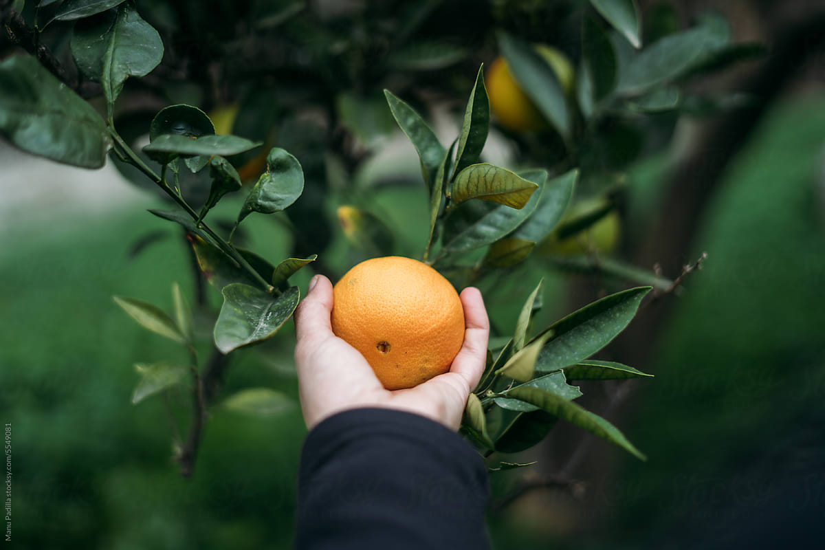 Unrecognizable person holding ripe orange fruit on tree