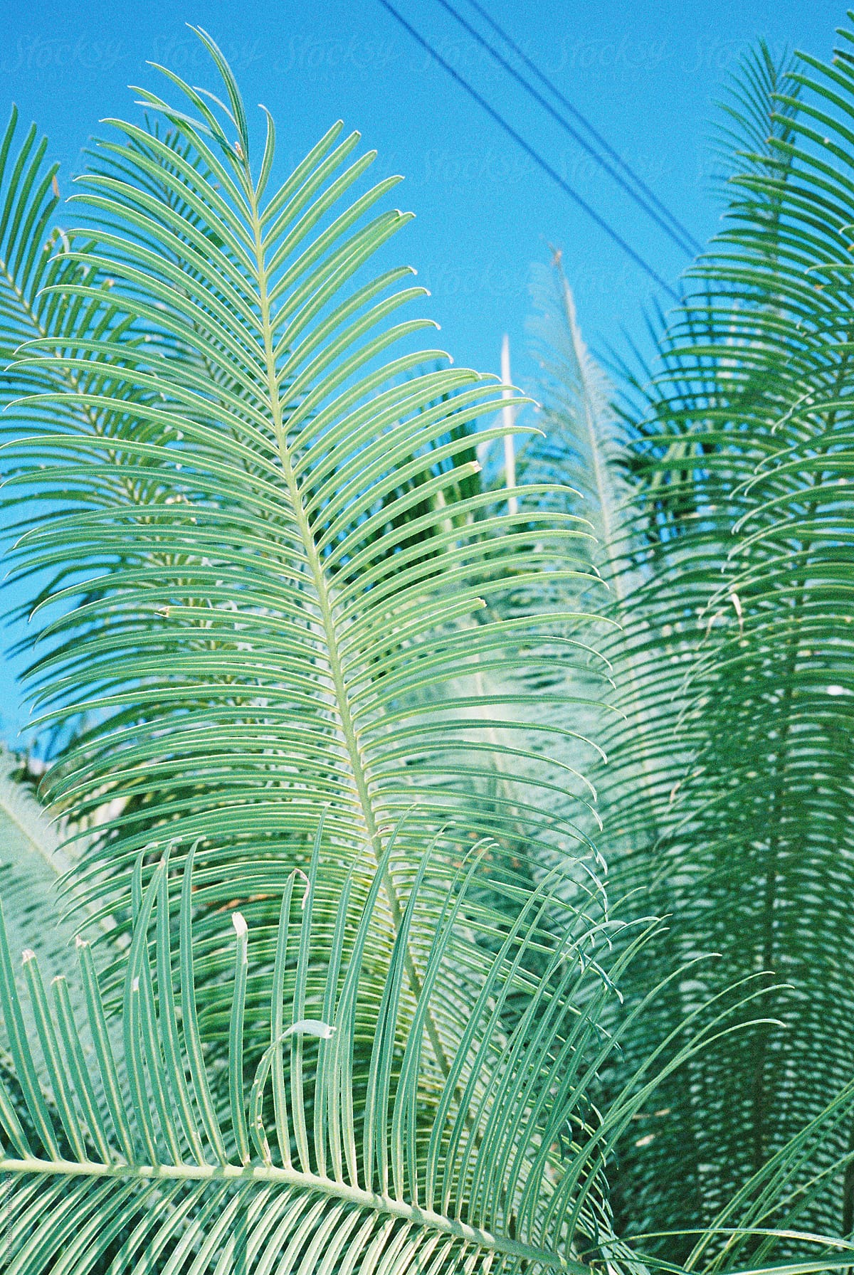 Tropical palm background