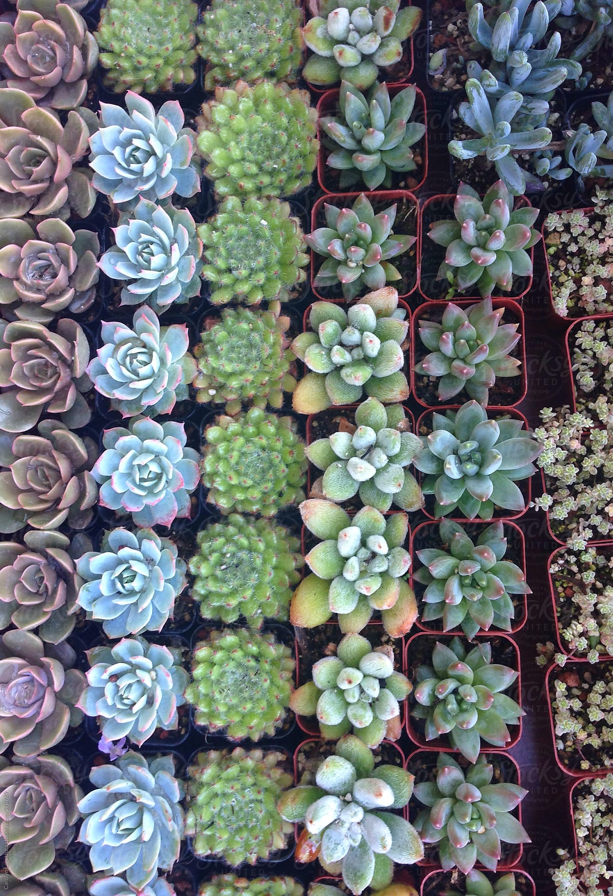Rows of small succulents