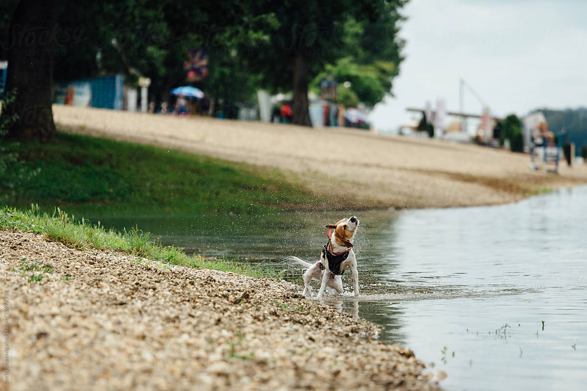 Dog Standing In The Shallow Water Shaking Off The Water