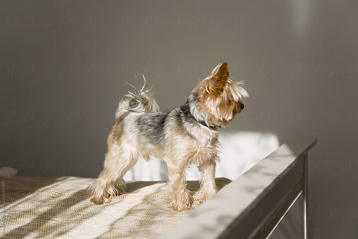 Yorkshire Terrier at home