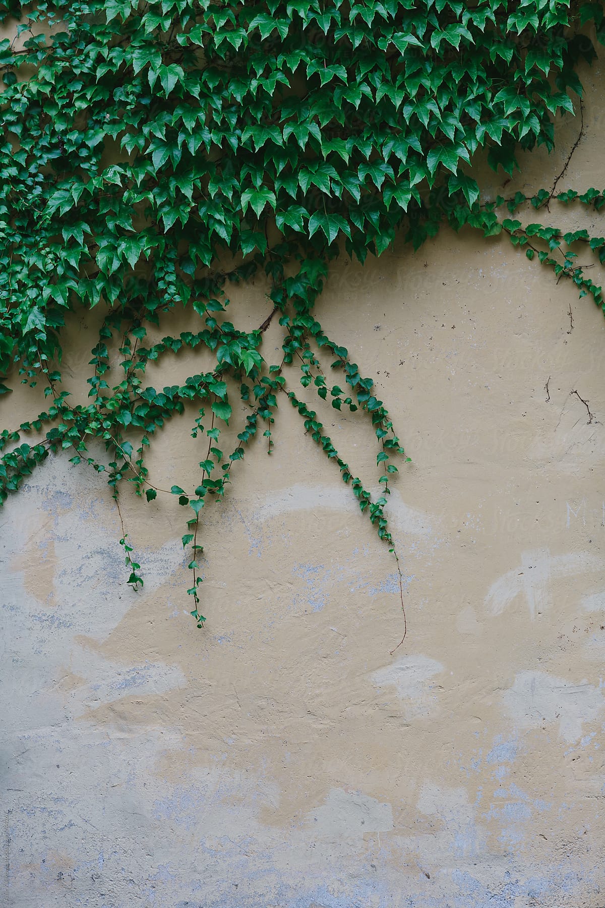 Yellow painted wall covered by ivy