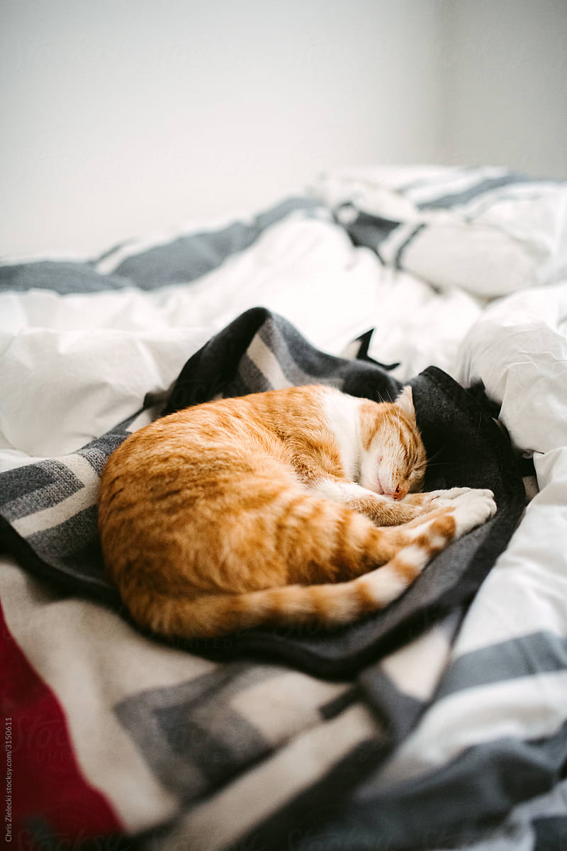 Domestic ginger cat sleeping curled up on bed in modern bedroom
