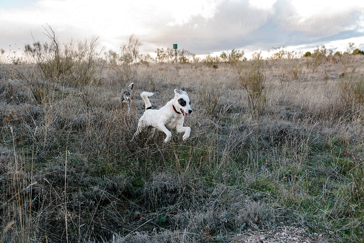 White dog jumping on scrubland while a greyhound chasing