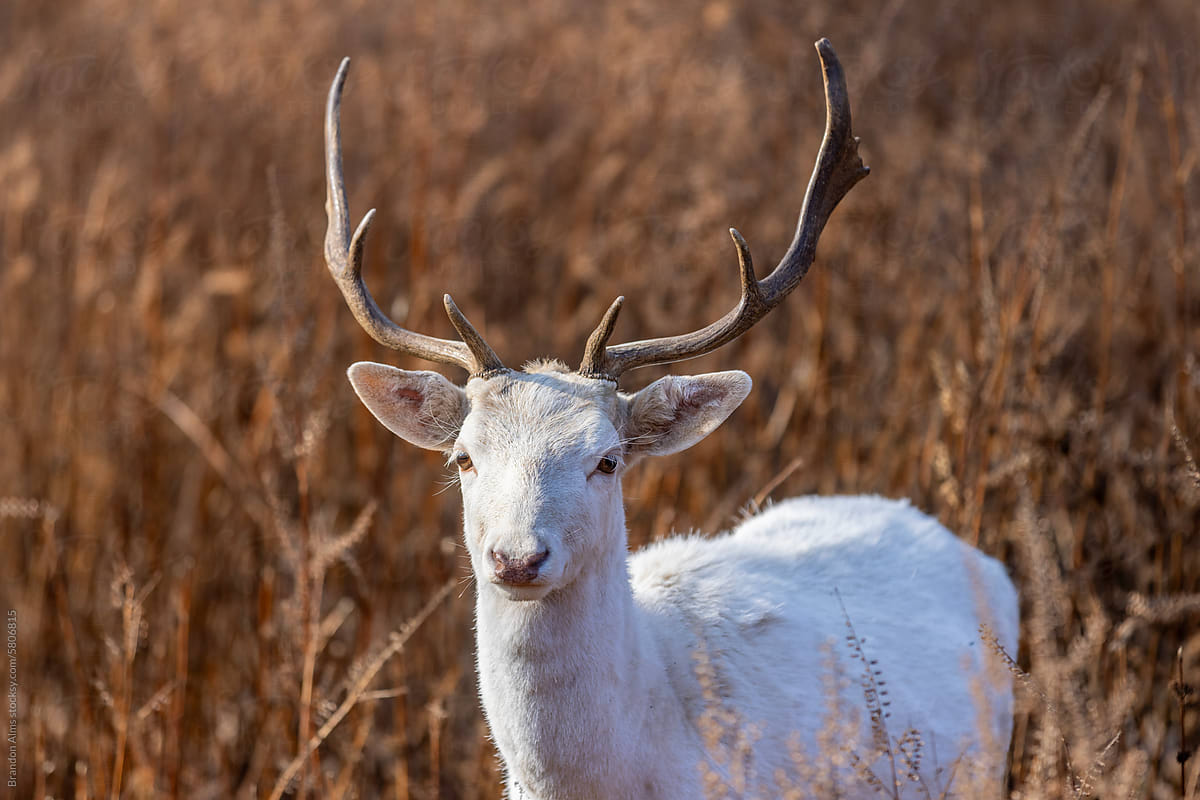 A closeup of a White Stag in the Woods