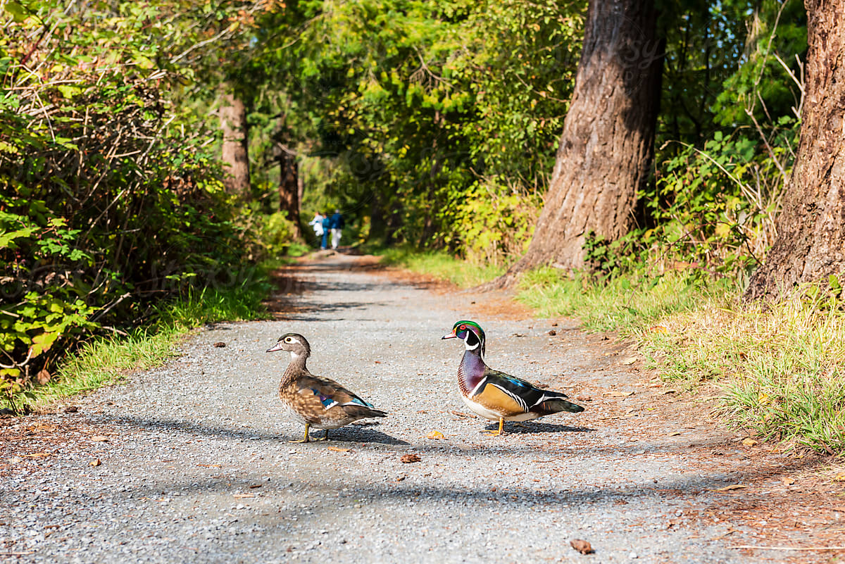 A pair of wood ducks enjoy sunlight on the park trail.