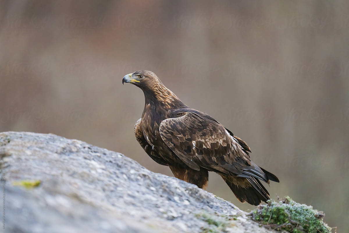 Side View Of A Golden Eagle On A Mountain