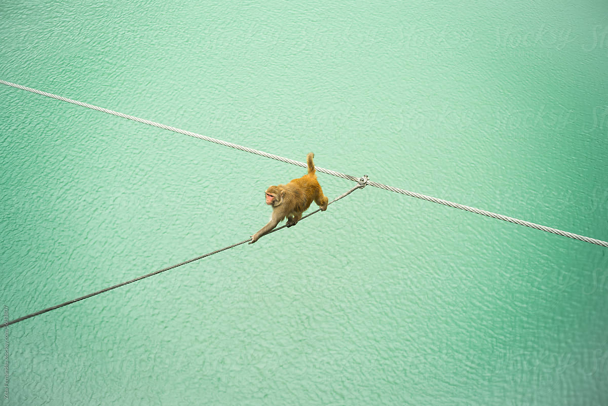 monkey passing over wires in a river. the Ganges