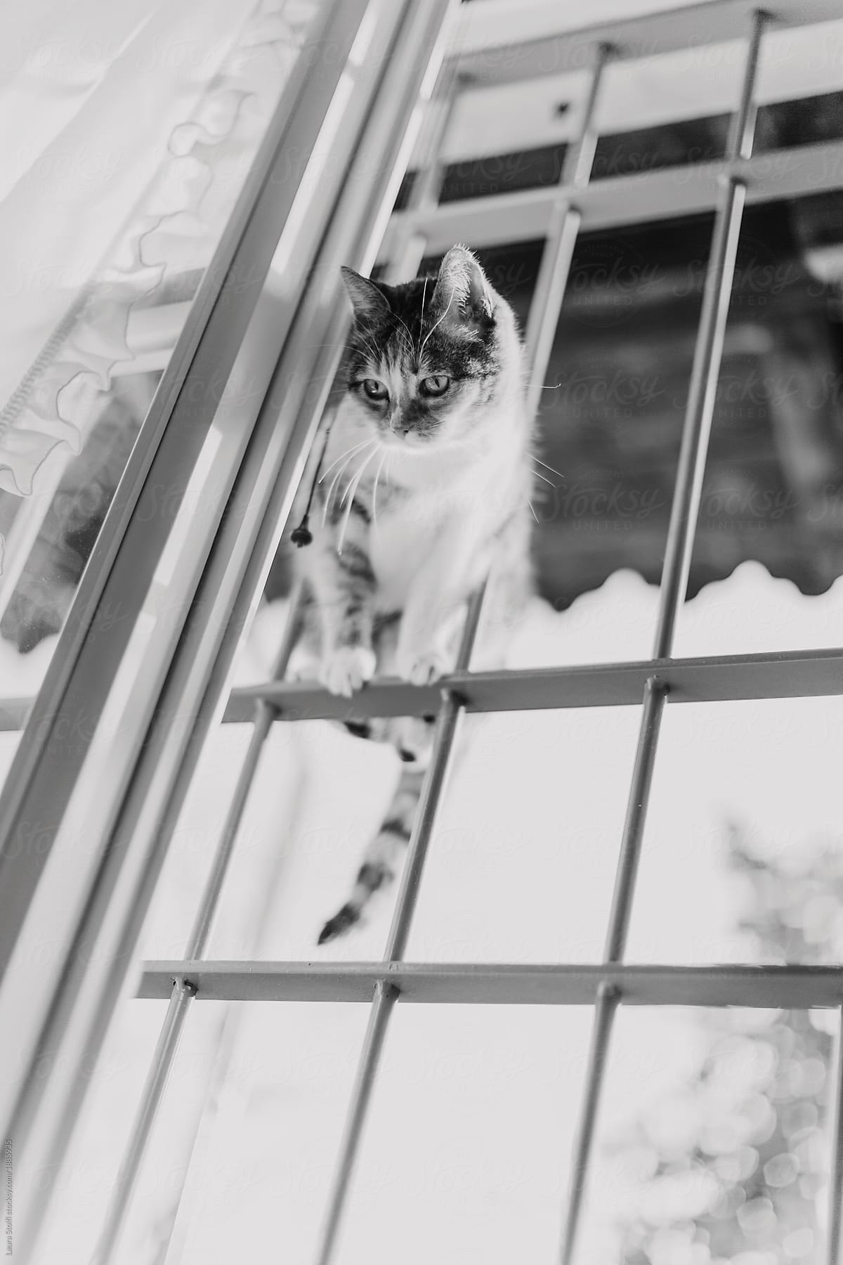 Cat sits on window\'s grate and looks down. Black and white.