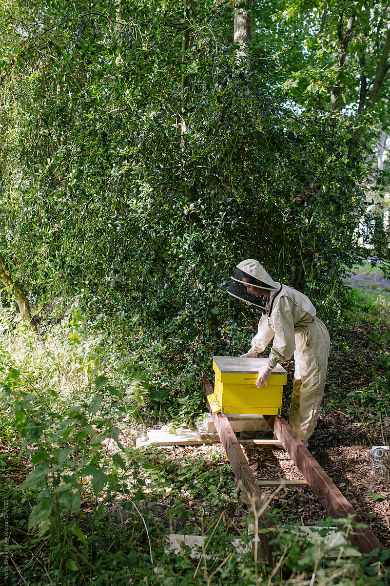 Female beekeeper opening up her hive with bees.