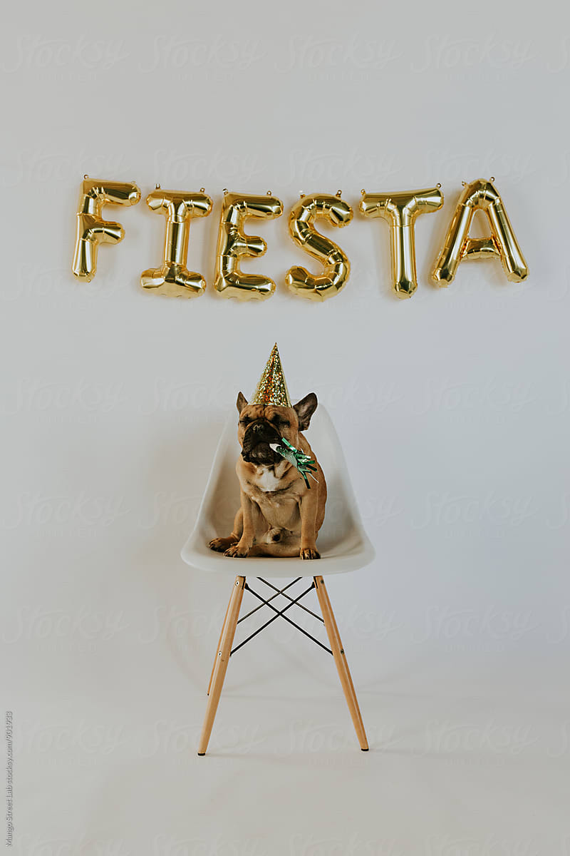 Fiesta Balloon Letters and French Bulldog Puppy Wearing a Party Hat