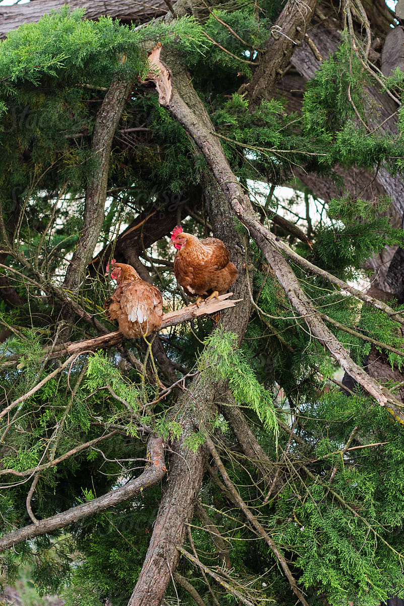 chickens roosting in tree