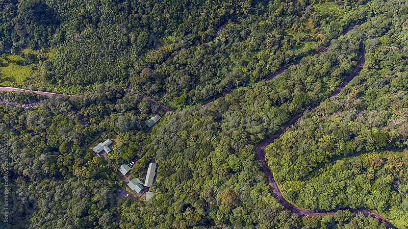 Aerial view of road in the rain forest