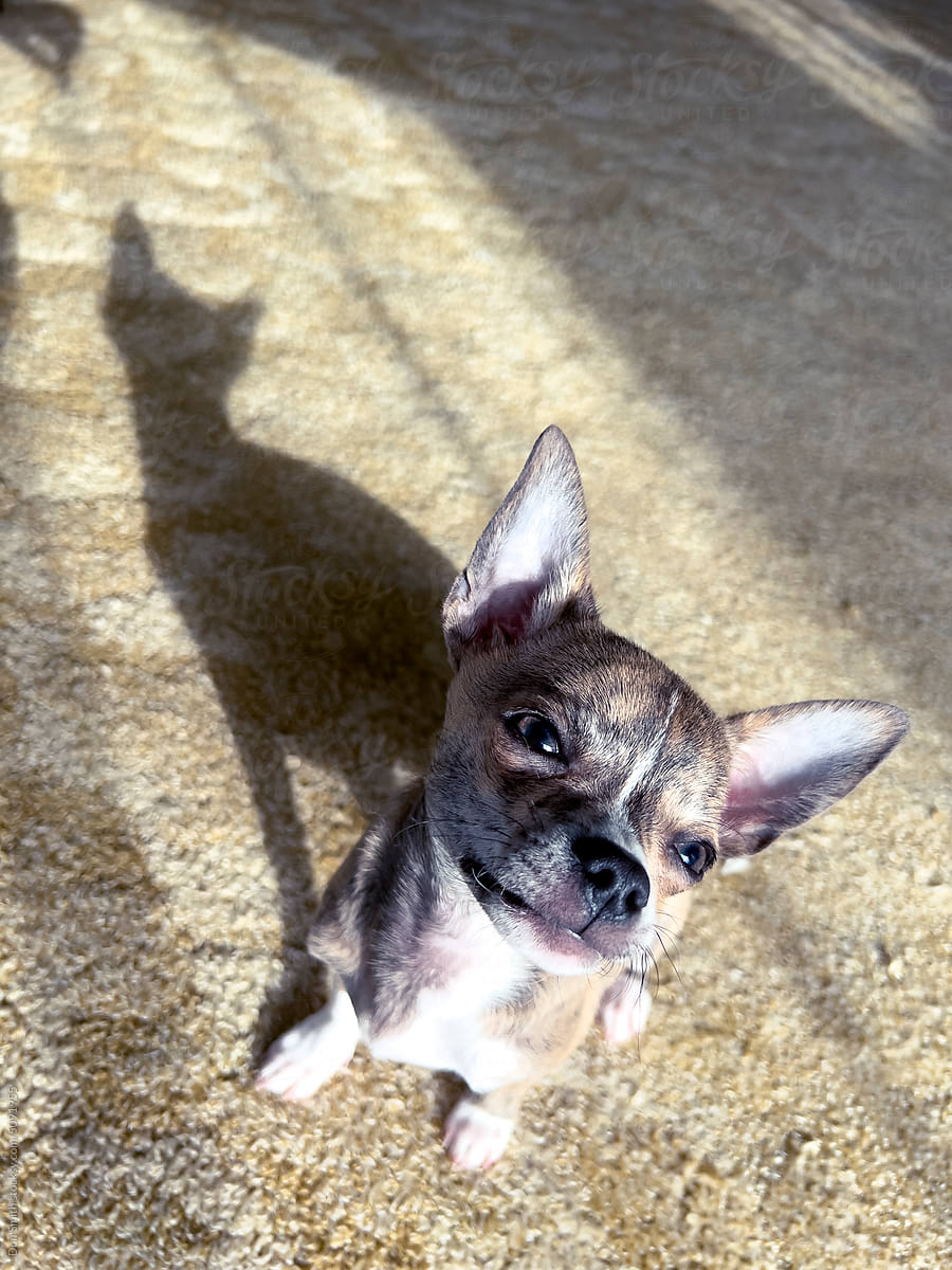 Chihuahua puppy sitting on floor