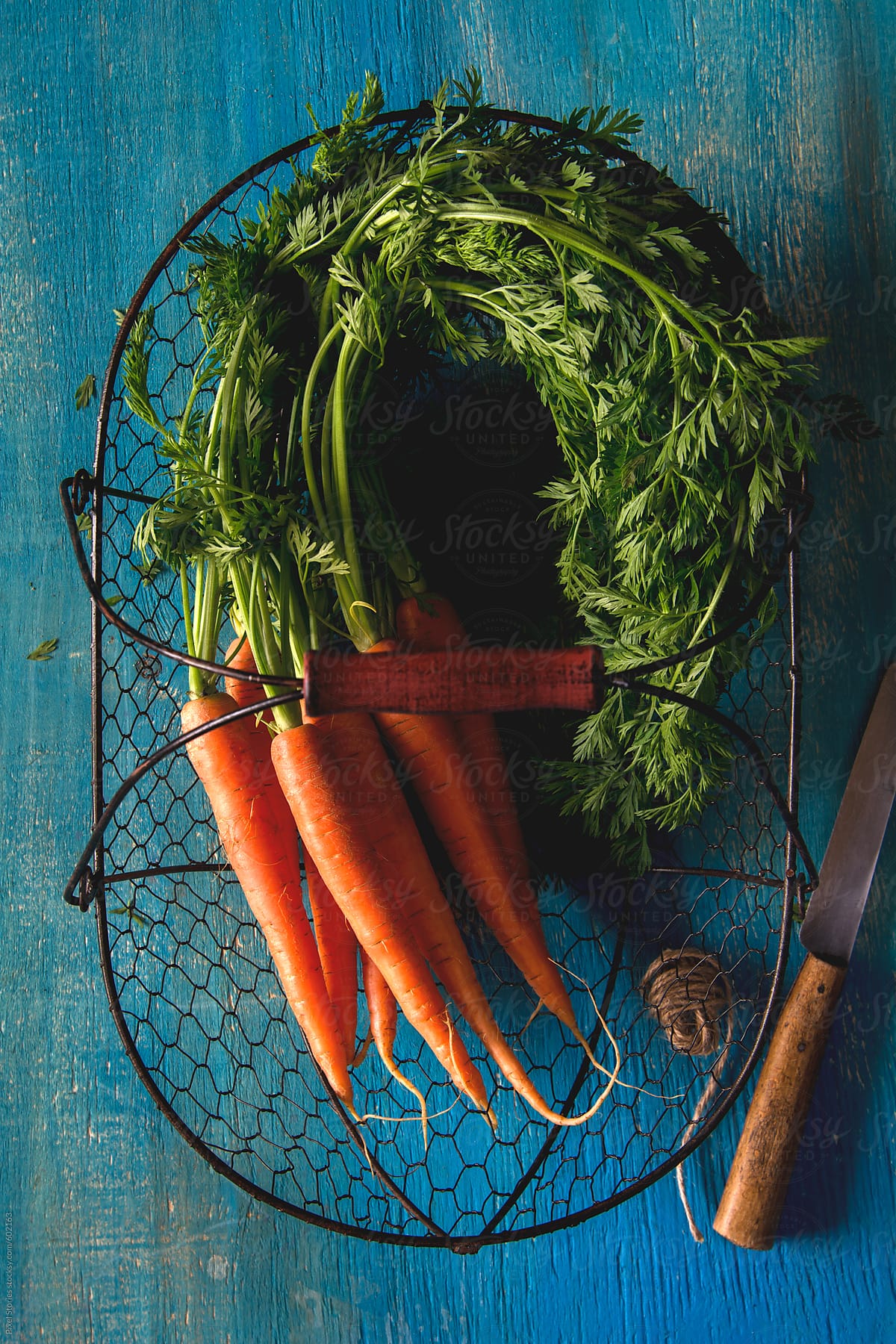 Freshly picked carrots on blue wooden background