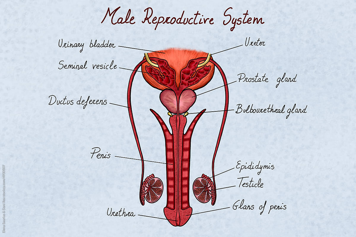 Anatomy of a male reproductive system illustration, labelled parts