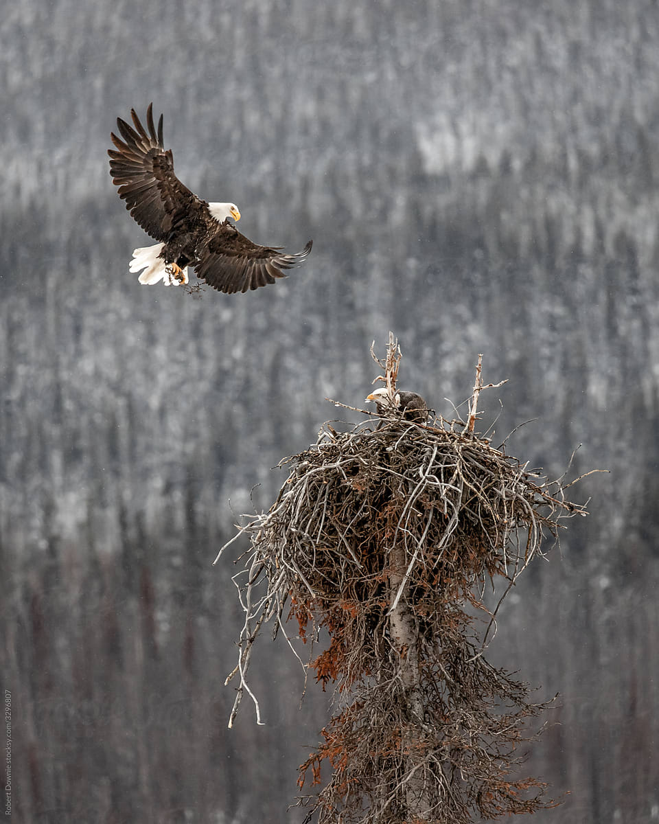 Bald Eagle Nest Jasper