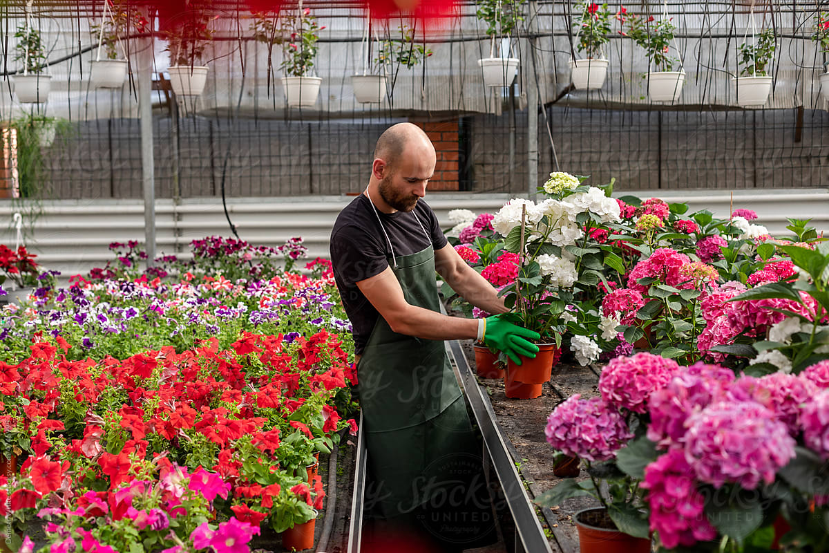Florist works with plants inside orangery