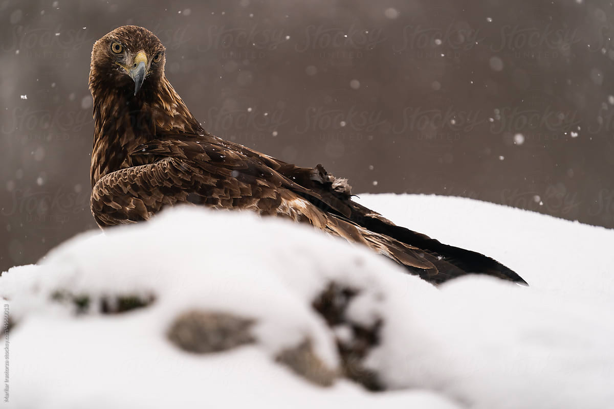 Golden Eagle In The Snow
