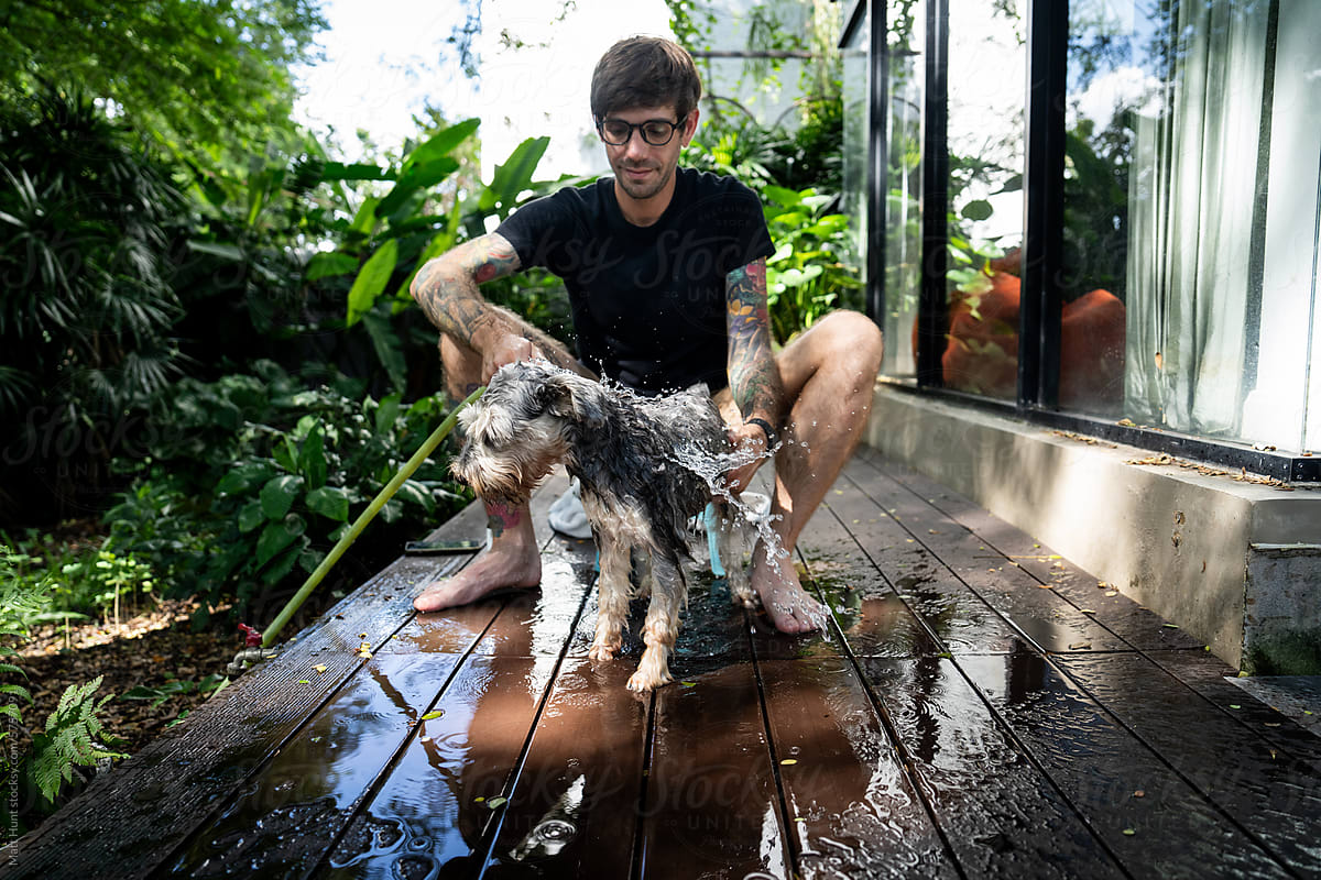 A miniature schnauzer dog gets a bath in the front yard