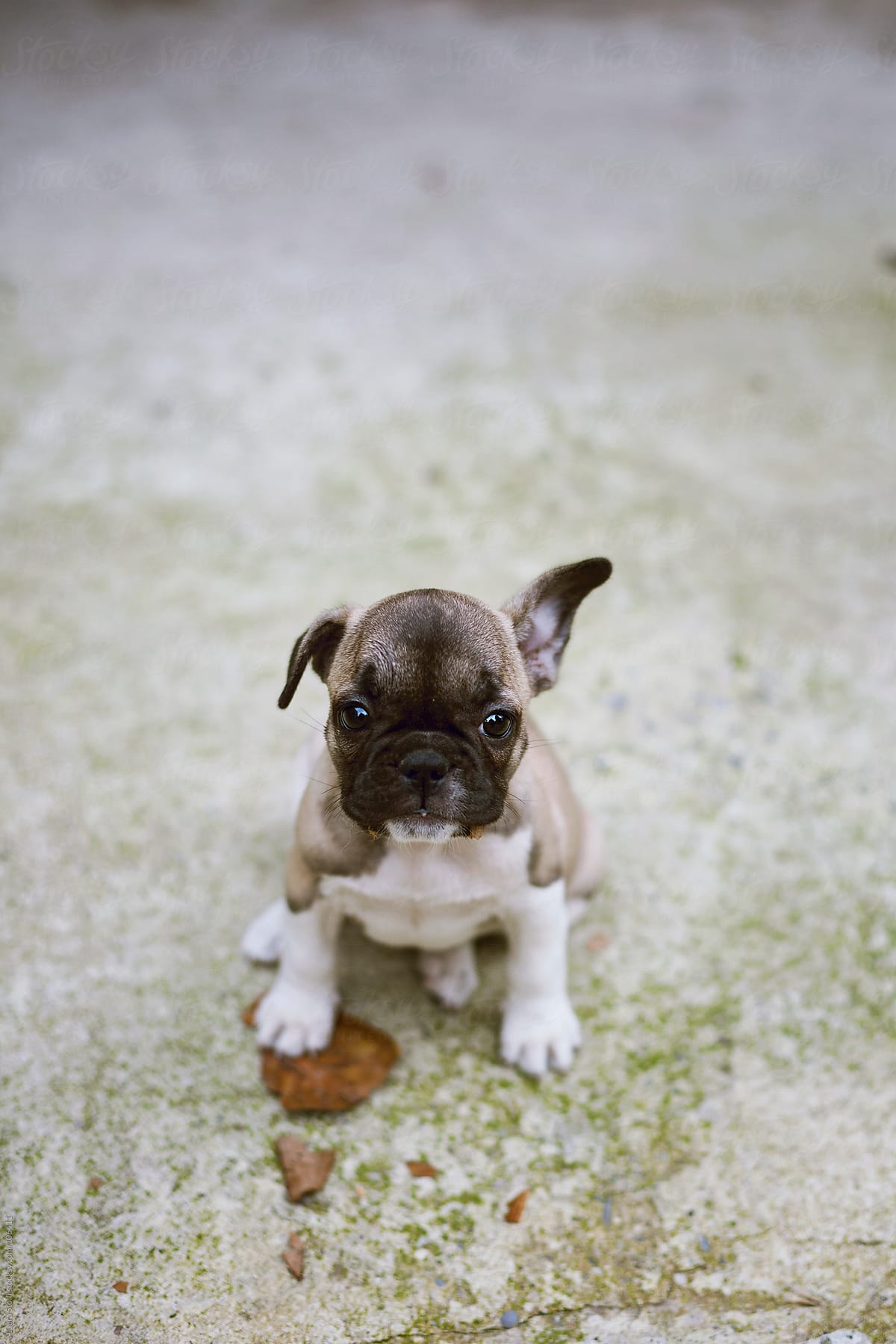 French Bulldog puppy dog playing with dried leaf and looking straight ...