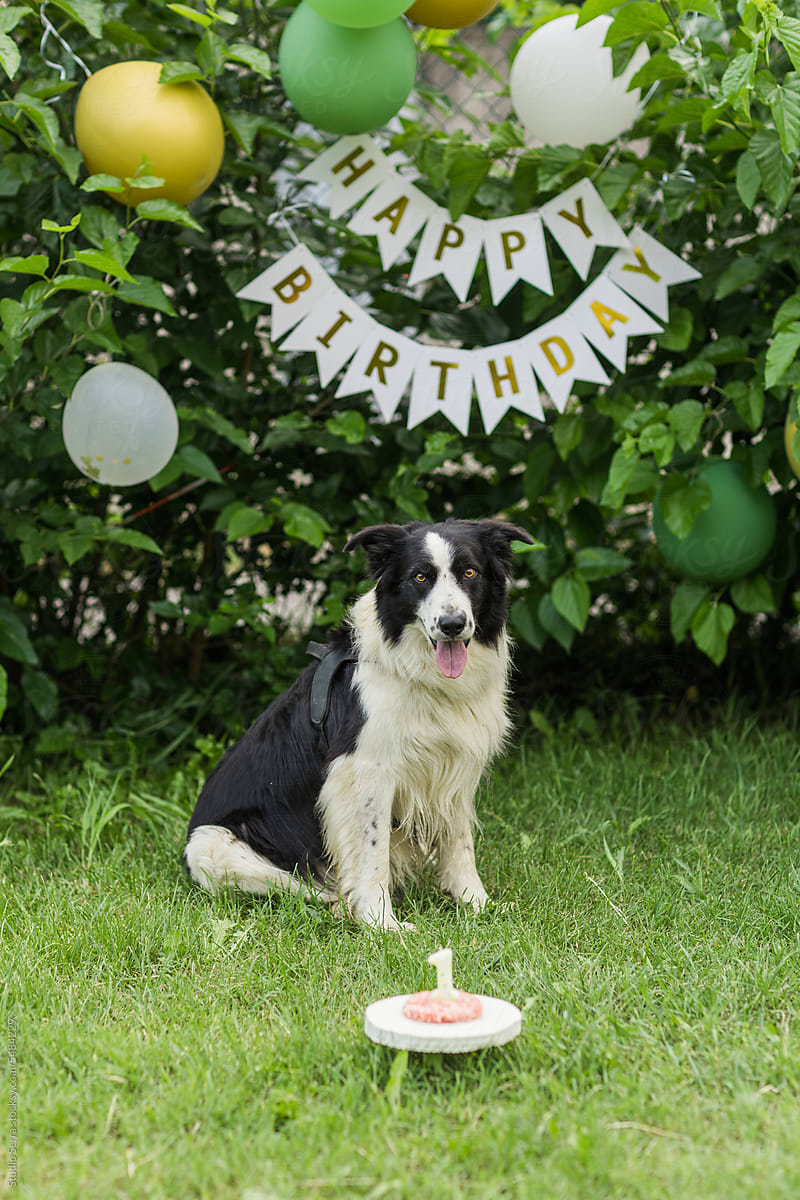 Outdoor Dog Birthday Party