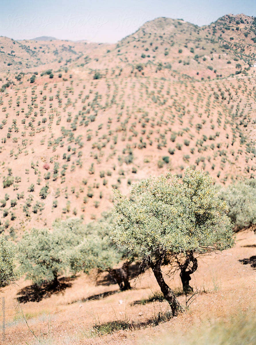 Olive Plantation