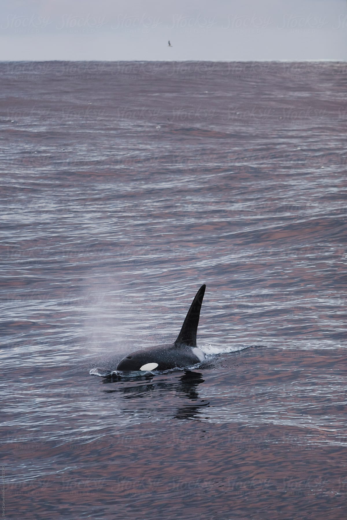 Wild killer whale out at sea