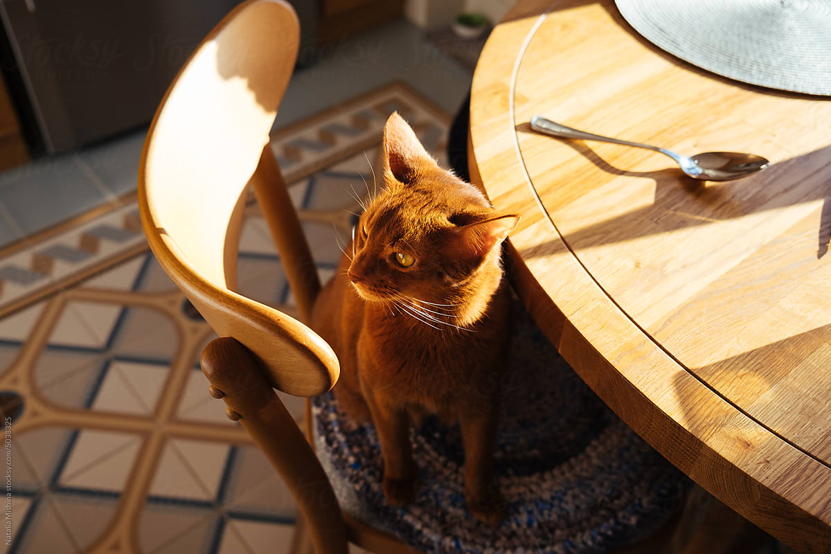 The Abyssinian cat sits on a chair in the kitchen.