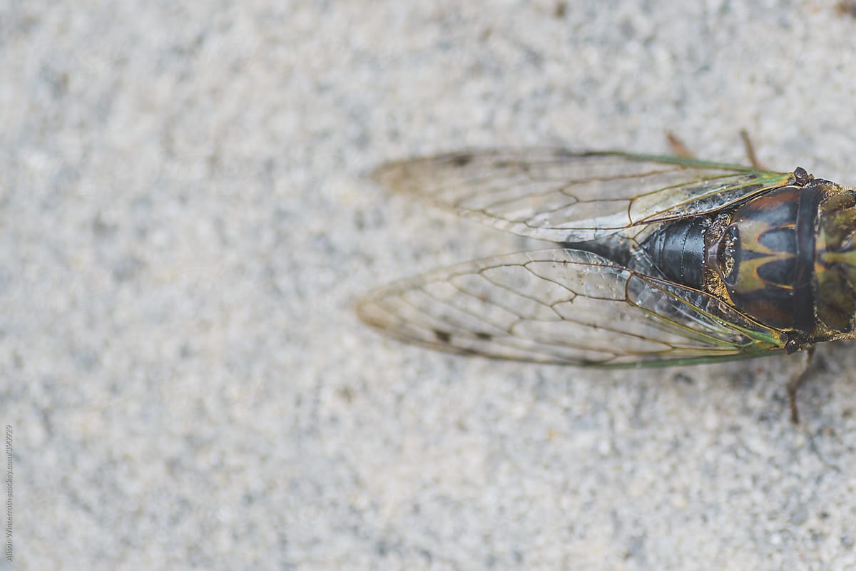 Transparent Wings Of  A Cicada
