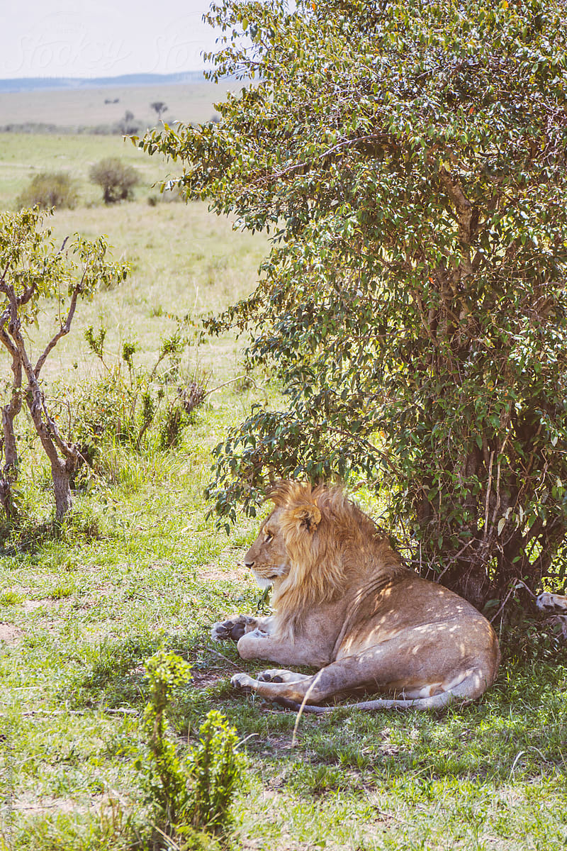 Lion resting under a tree