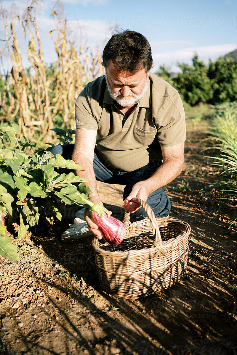 Mature gardener harvesting eggplant