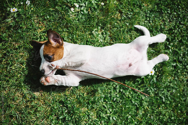 Cute Jack Russell puppy playing with a little stick