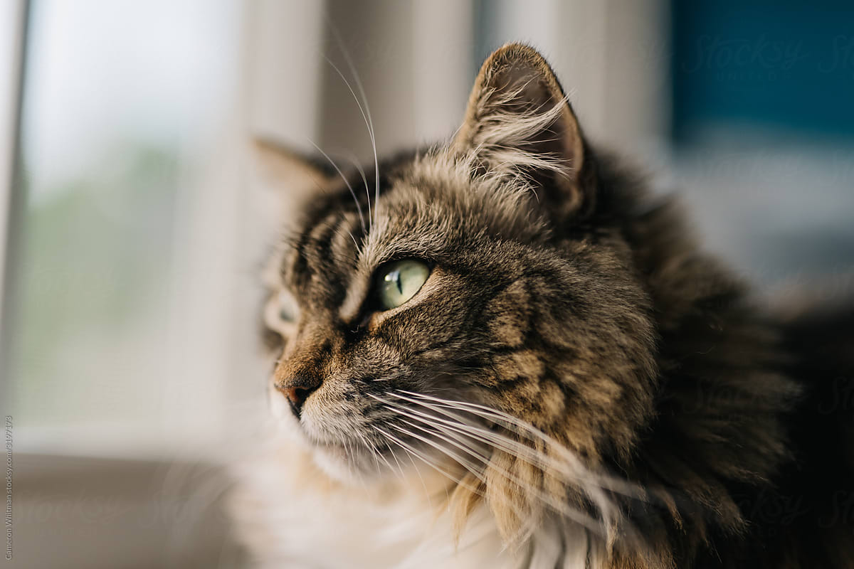 Close up portrait of a moody Maine Coon cat