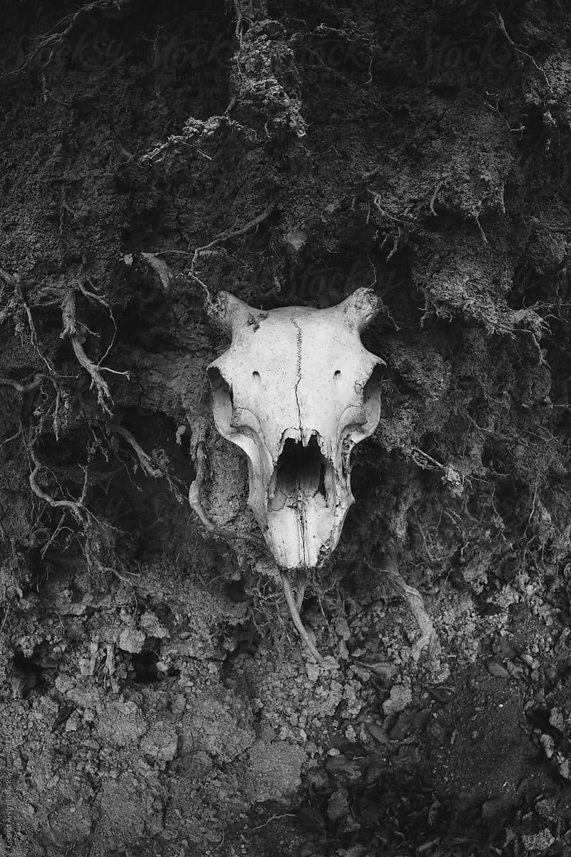 Dark forest scene with animal skull