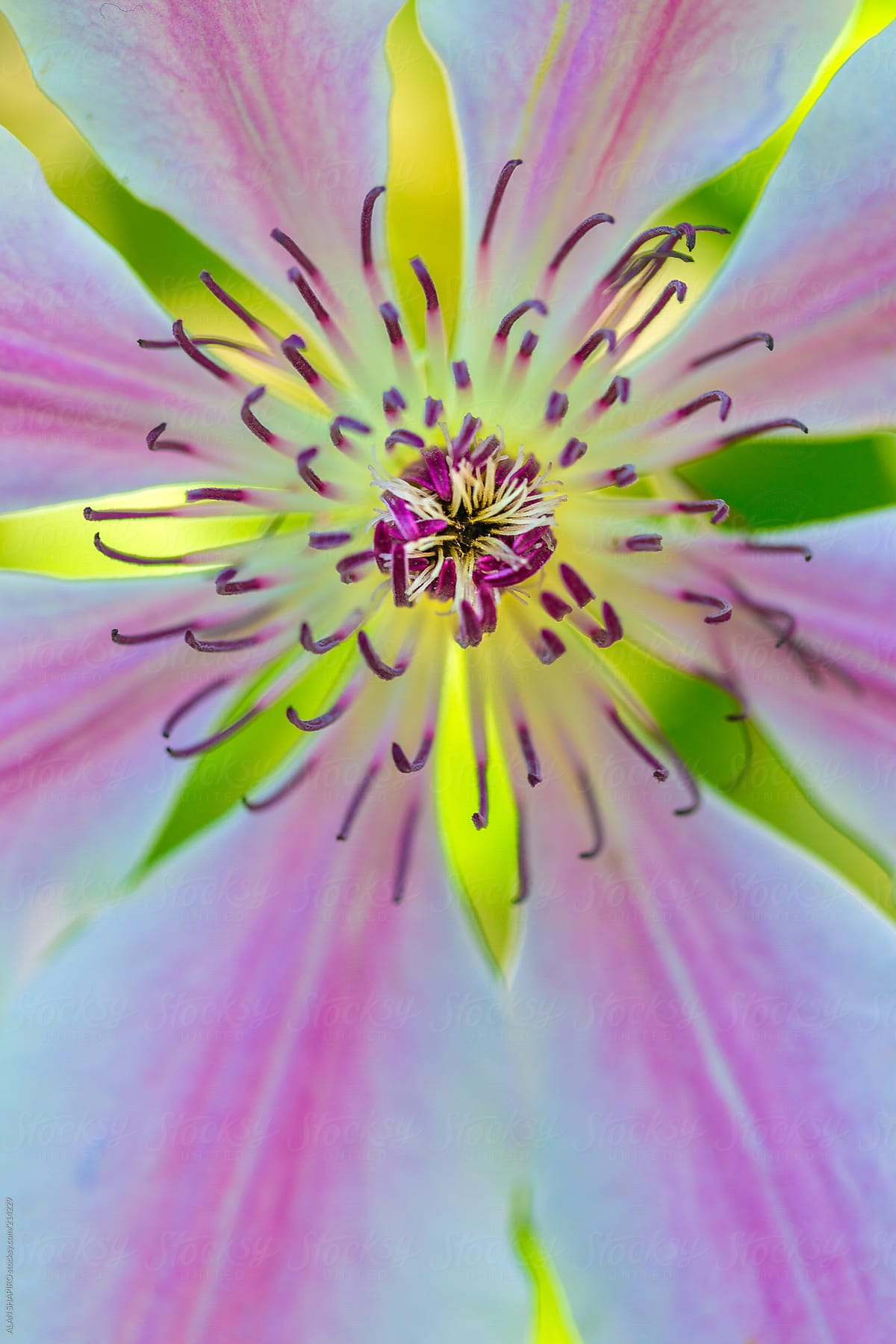 Clematis Macro By Stocksy Contributor ALAN SHAPIRO Stocksy clematis-macro-by-stocksy-contributor-alan-shapiro-stocksy