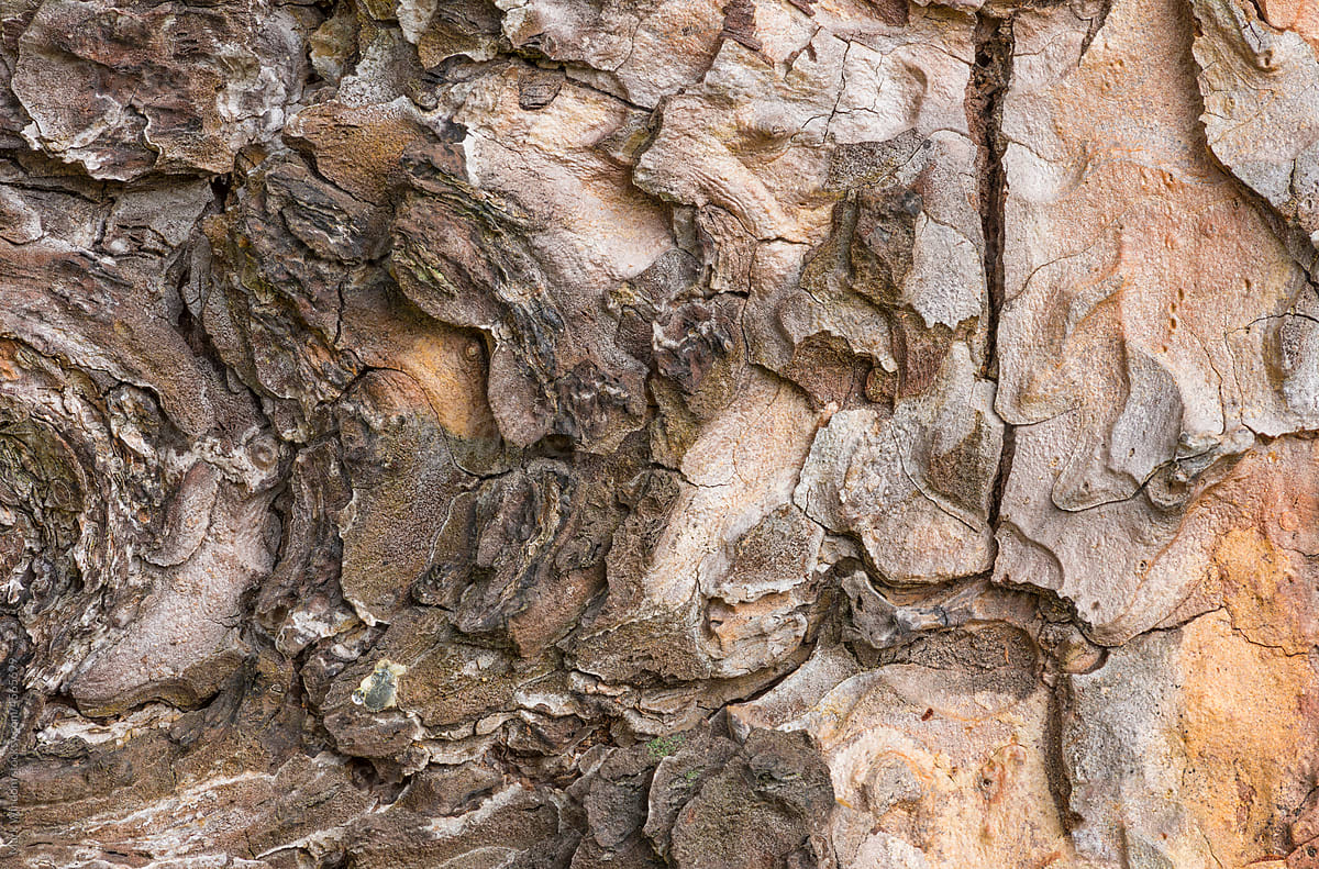 Pine Tree Bark Textures, close up
