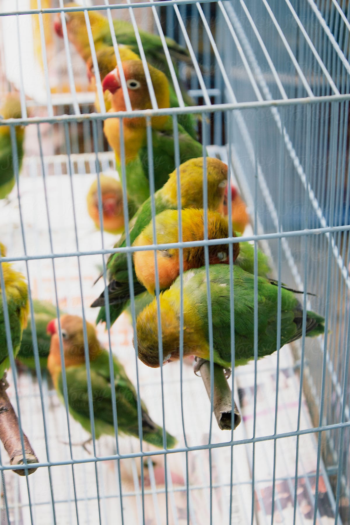 Caged Birds in a Market in Hong Kong