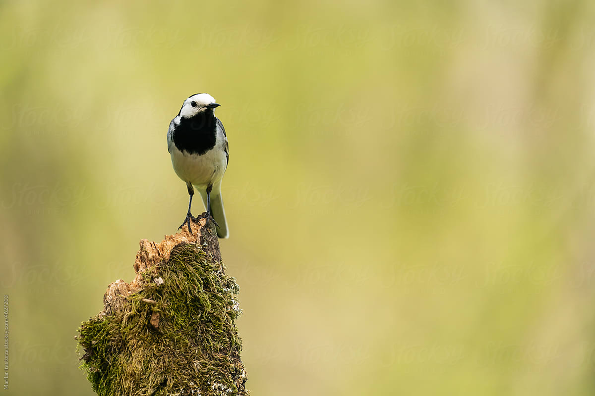 White Wagtail Portrait
