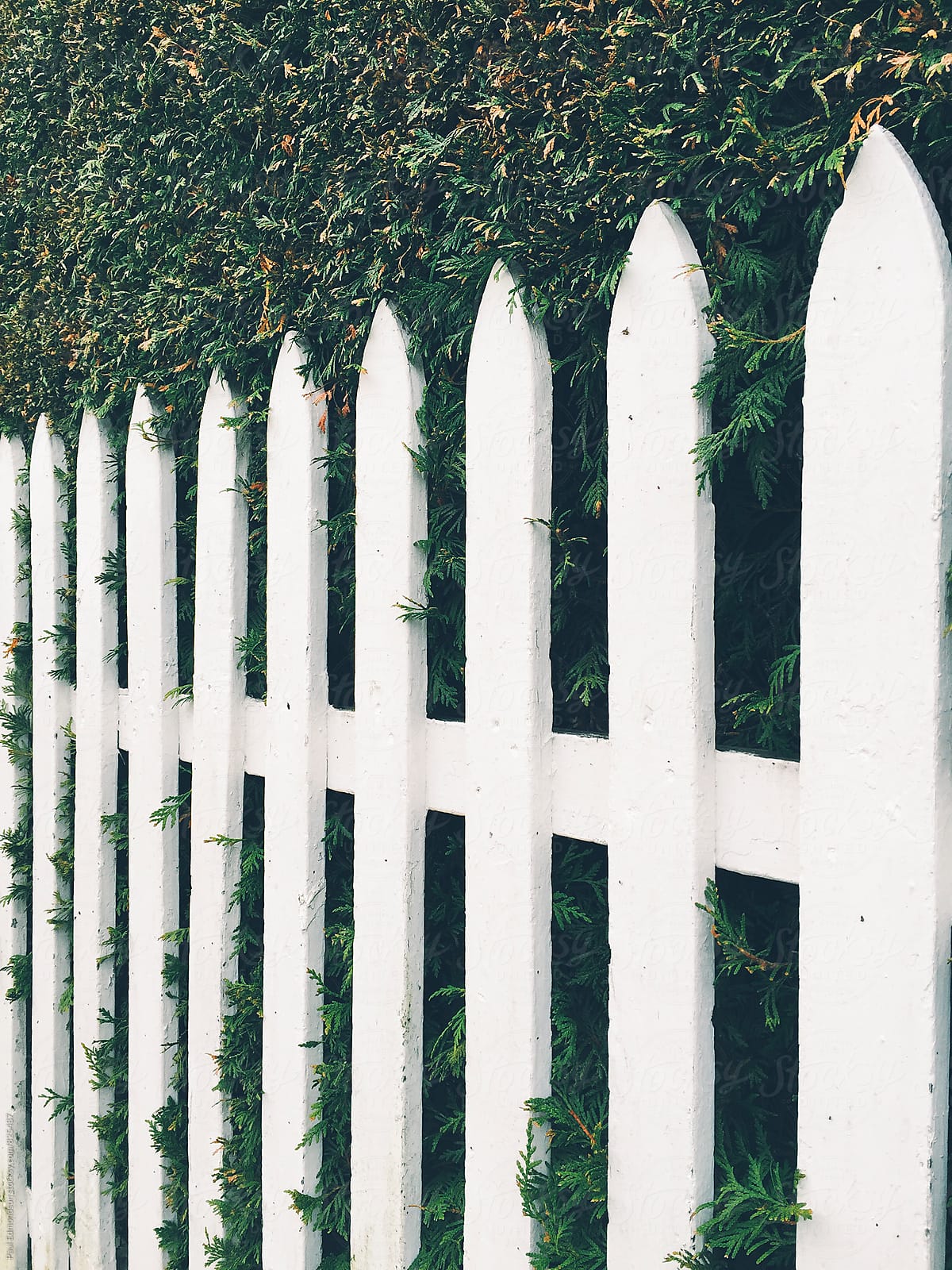 White picket fence in front of green hedge
