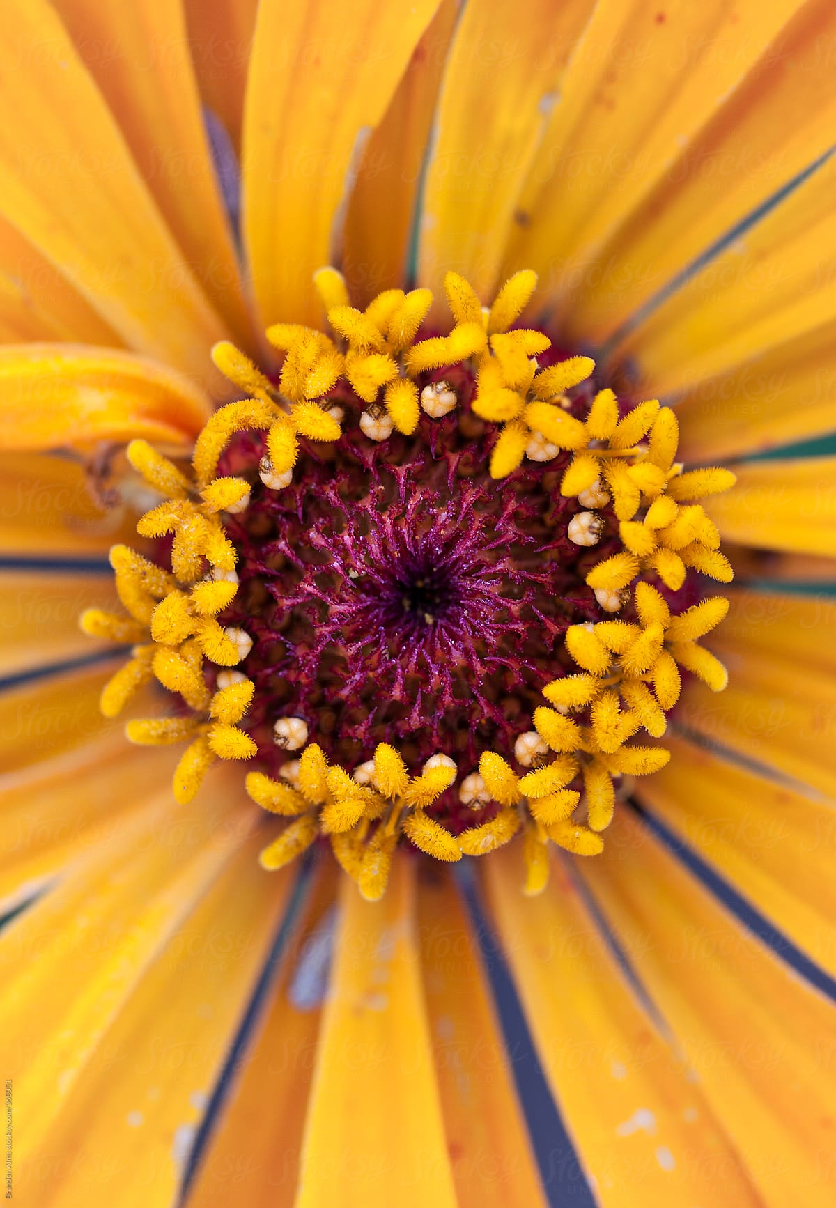 Yellow Zinnia Flower Macro Detail