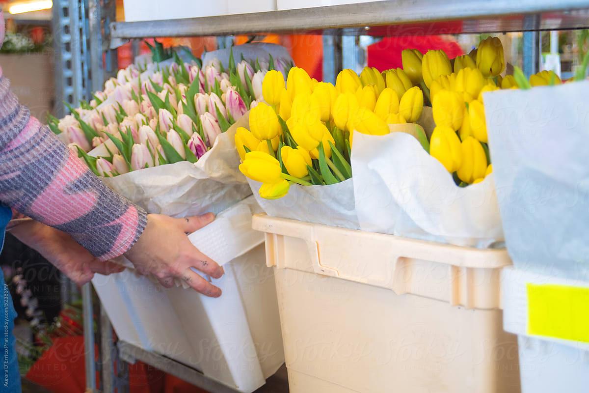 Choosing tulips