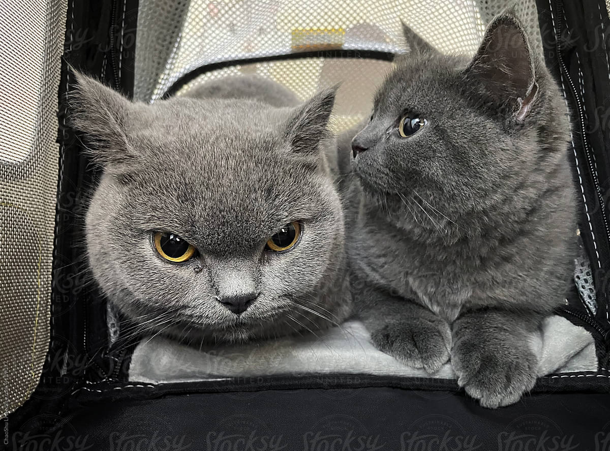 Two cute blue cats in a pet backpack