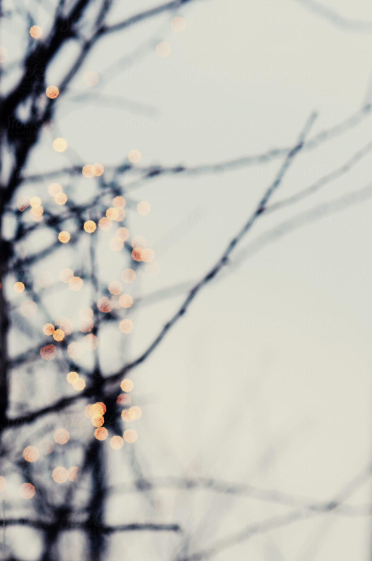 Out Of Focus Christmas Lights And Bare Branches