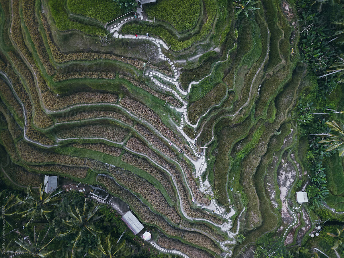 Aerial view of green rice terrace.