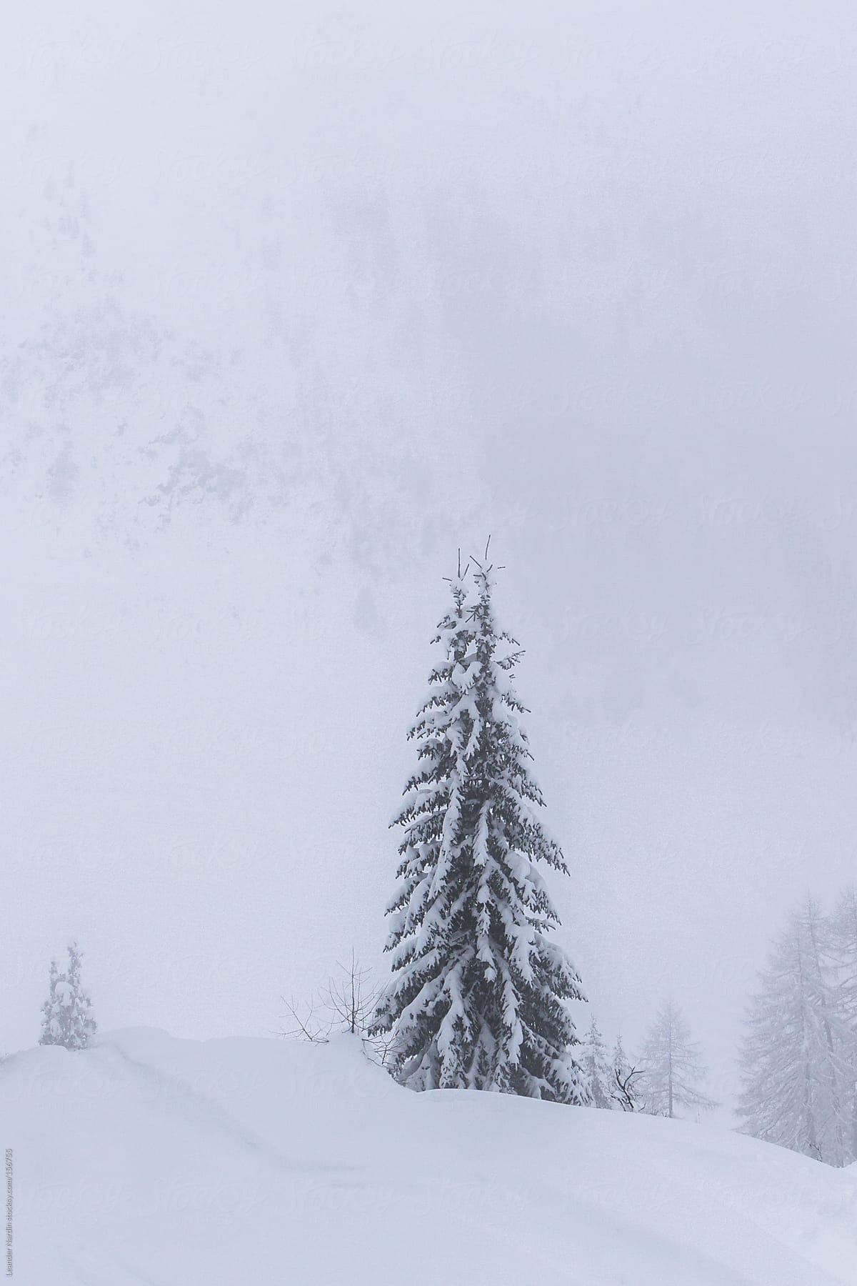 lonely tree in winterlandscape