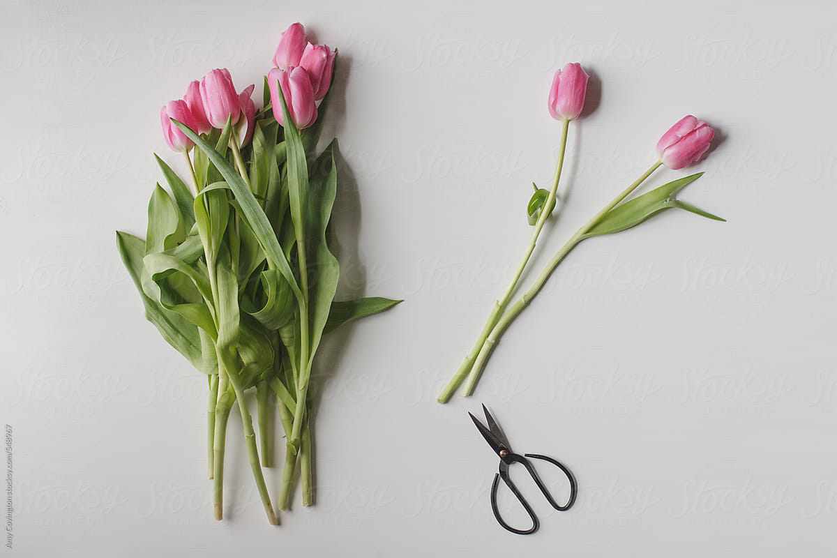 Pink tulips on a white table with scissors